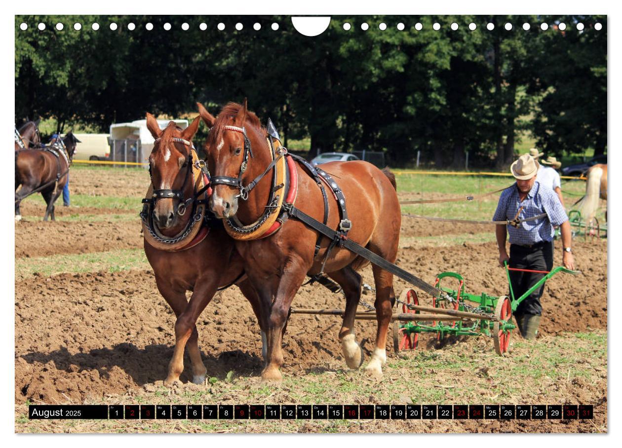 Bild: 9783435395590 | Schwere Warmblüter 2025 (Wandkalender 2025 DIN A4 quer), CALVENDO...