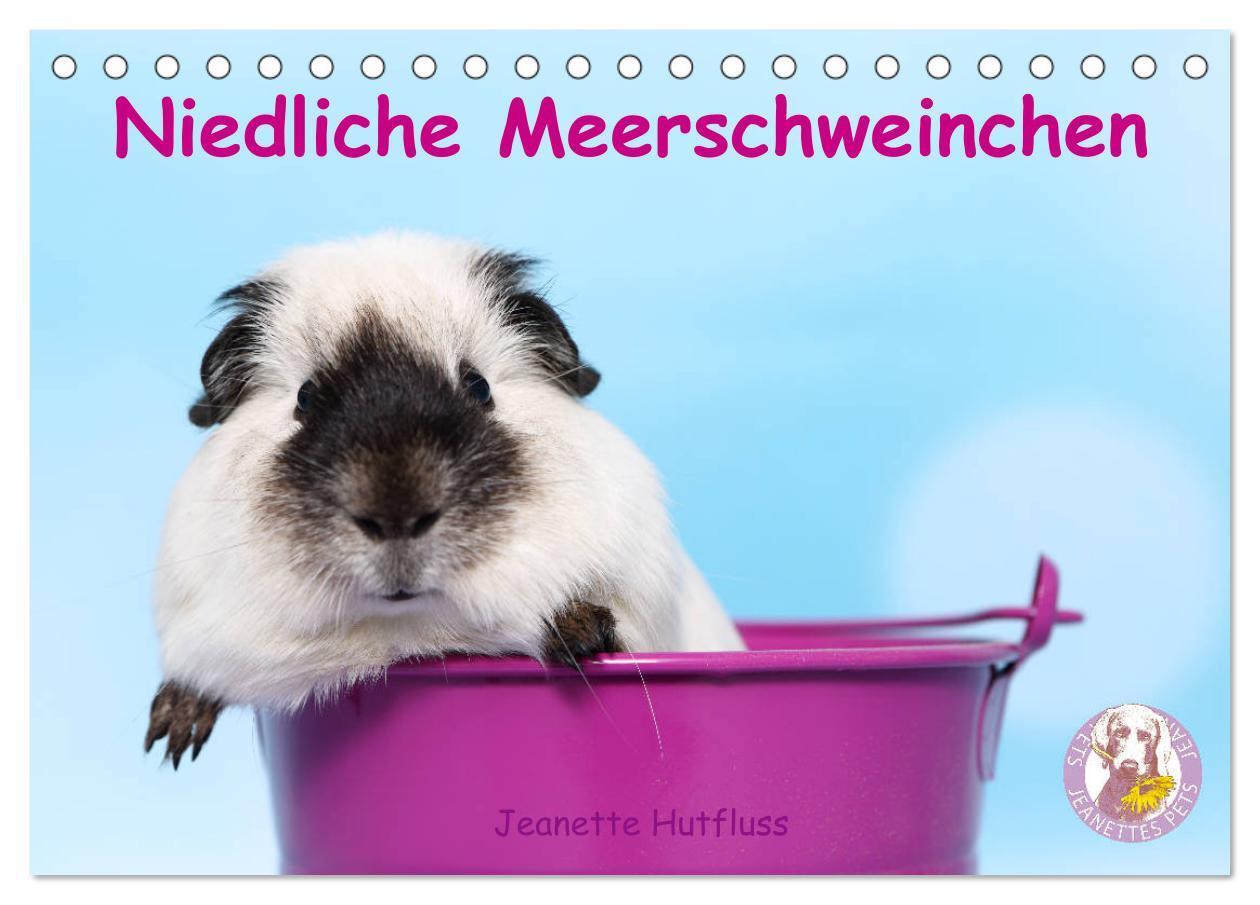 Cover: 9783675460003 | Niedliche Meerschweinchen (Tischkalender 2024 DIN A5 quer),...