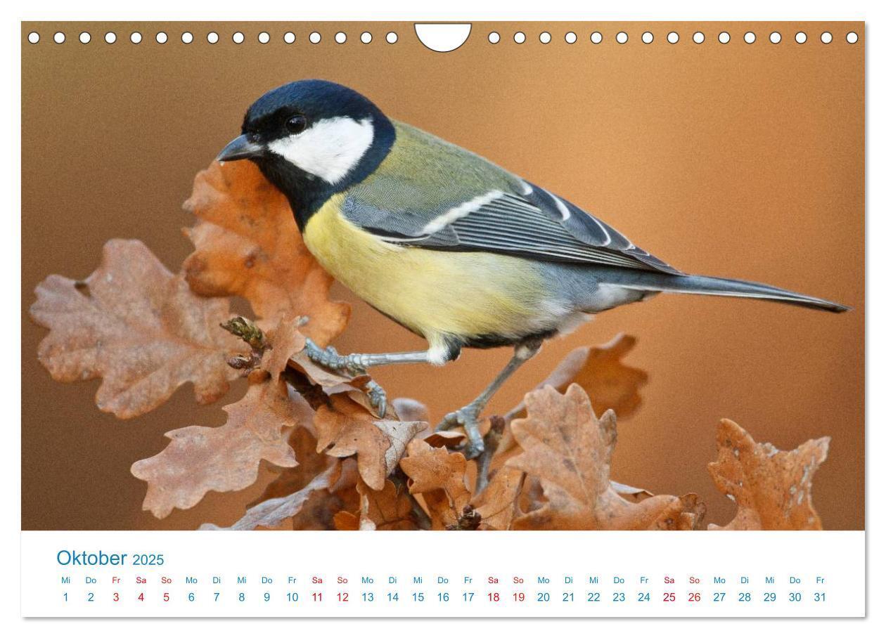 Bild: 9783435464838 | Singvögel - 12 Arten im Garten (Wandkalender 2025 DIN A4 quer),...