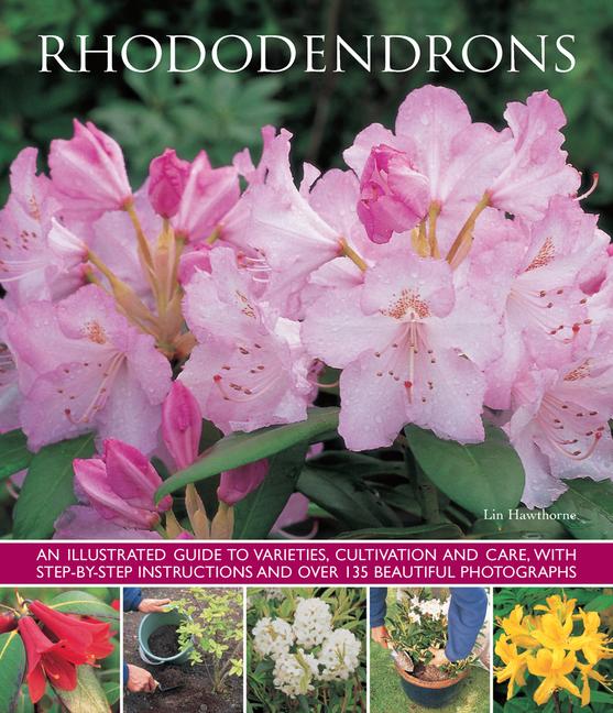 Cover: 9781780193649 | Rhododendrons | Hawthorne Lin | Taschenbuch | Kartoniert / Broschiert