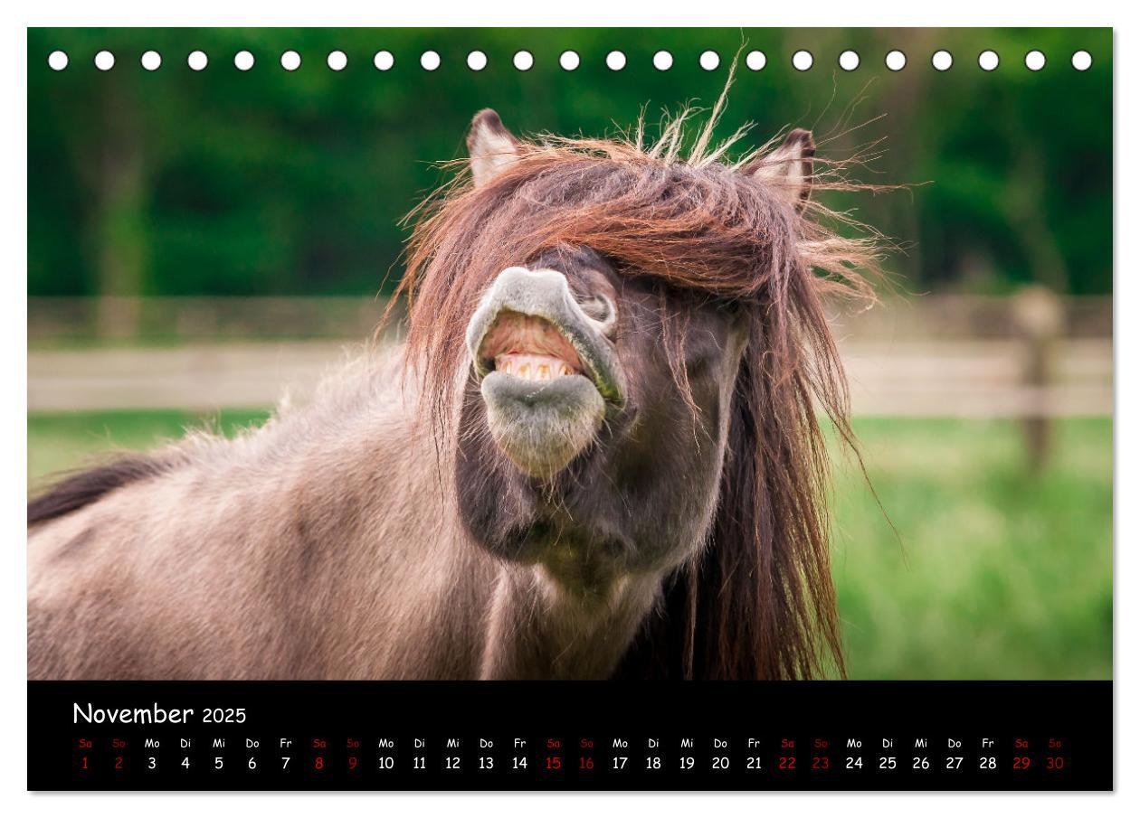 Bild: 9783435046331 | Charakterstarke Islandpferde (Tischkalender 2025 DIN A5 quer),...