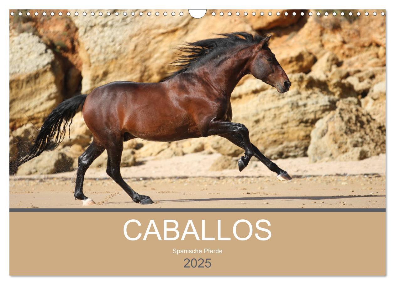 Cover: 9783435566822 | Caballos Spanische Pferde 2025 (Wandkalender 2025 DIN A3 quer),...