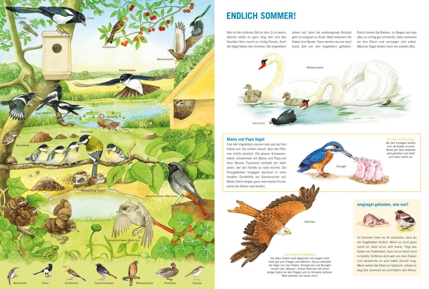 Bild: 9783551255013 | Mein großes Vogelbuch | Über 50 heimische Vogelarten entdecken | Buch