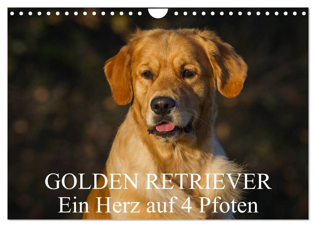 Cover: 9783383595516 | Golden Retriever - Ein Herz auf 4 Pfoten (Wandkalender 2024 DIN A4...