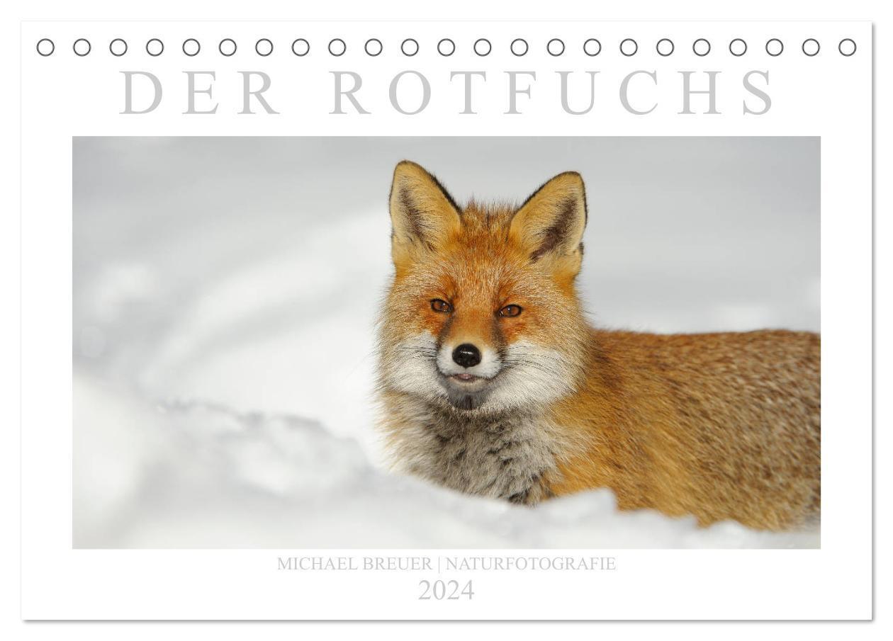 Cover: 9783675853720 | Der Rotfuchs (Tischkalender 2024 DIN A5 quer), CALVENDO Monatskalender