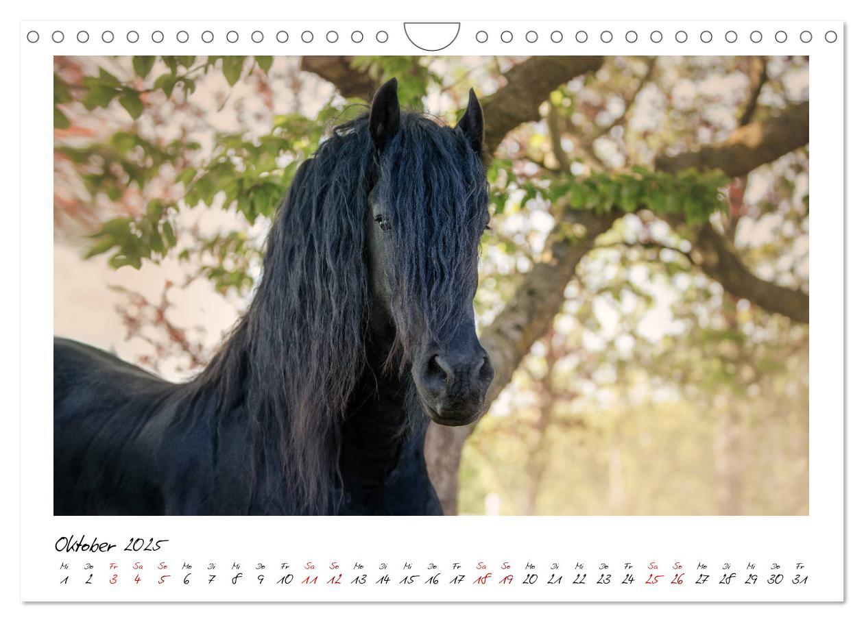 Bild: 9783435236343 | Friesen - stolze Giganten (Wandkalender 2025 DIN A4 quer), CALVENDO...