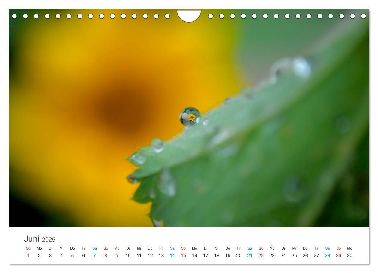 Bild: 9783435788514 | Sonnenblumen 2025 (Wandkalender 2025 DIN A4 quer), CALVENDO...