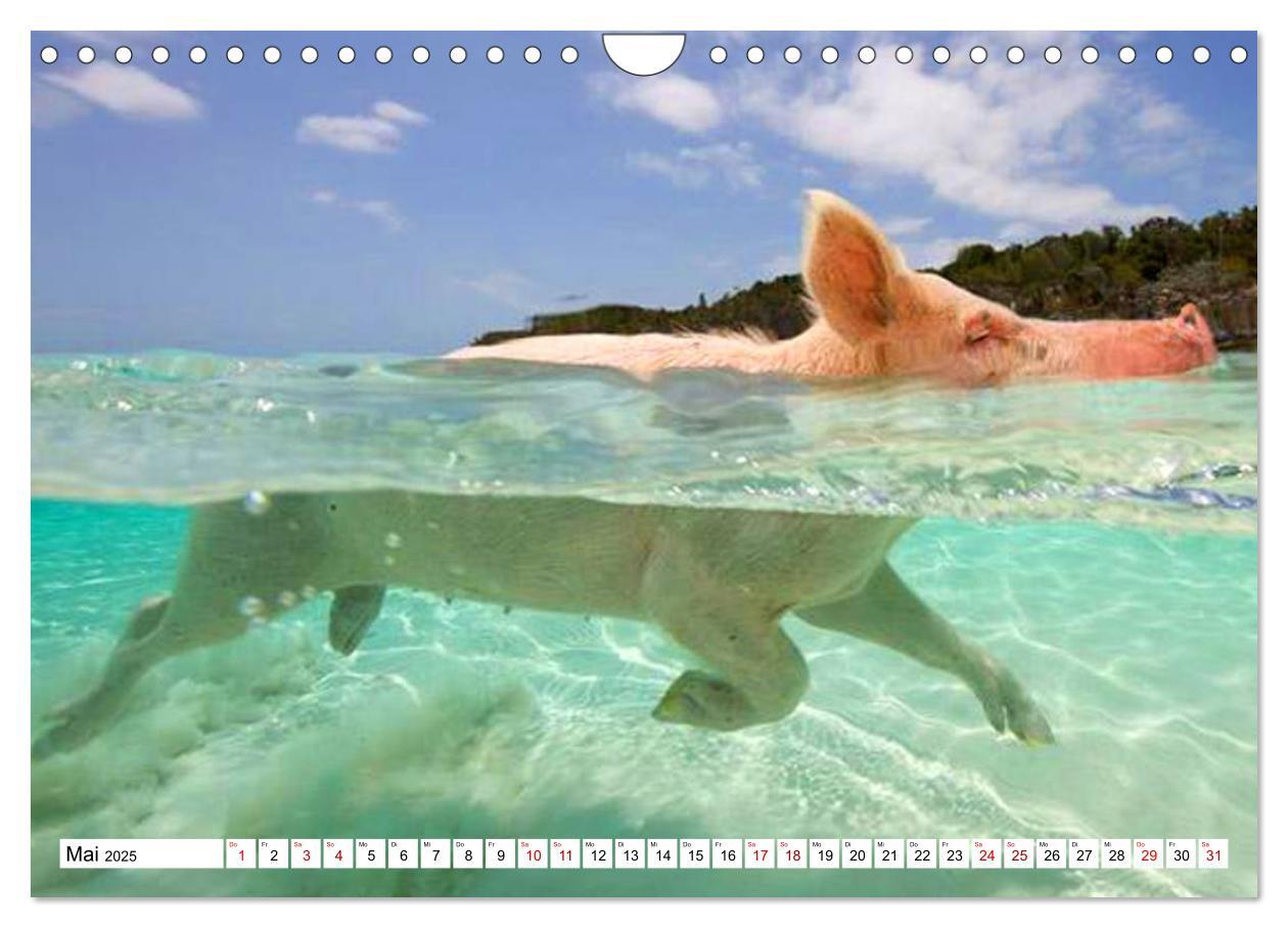 Bild: 9783435421459 | Schweine im Dauerurlaub auf den Bahamas! (Wandkalender 2025 DIN A4...