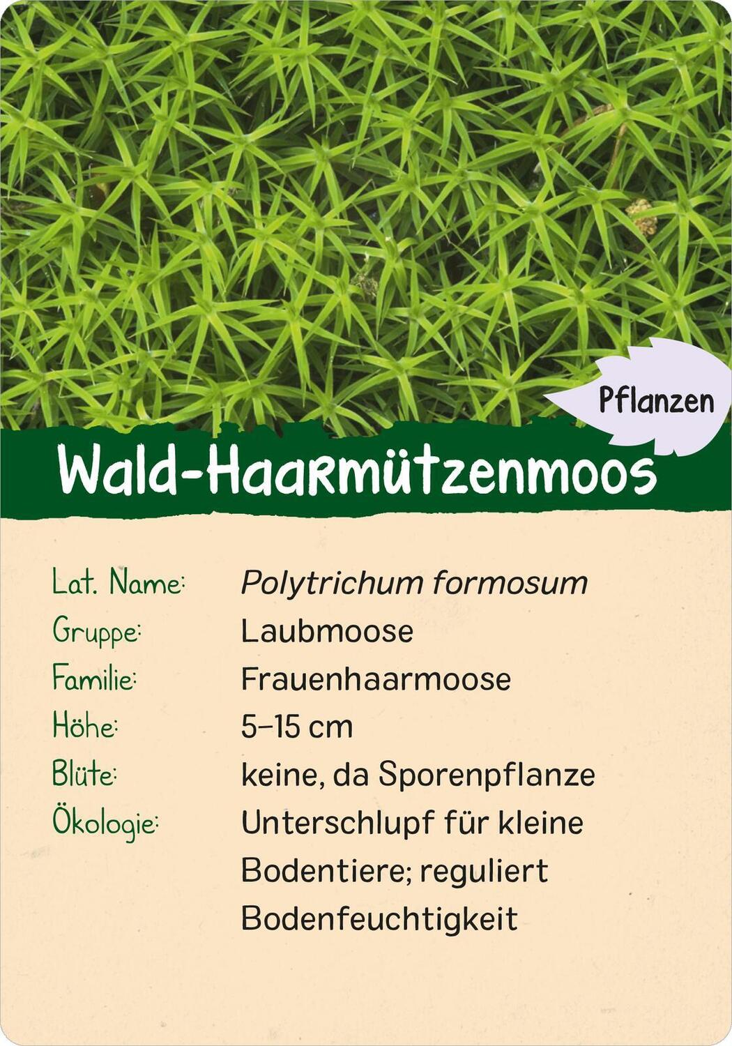 Bild: 9783845856605 | Naturforscher-Kids - Wald | 50 Karten | Eva Wagner | Taschenbuch