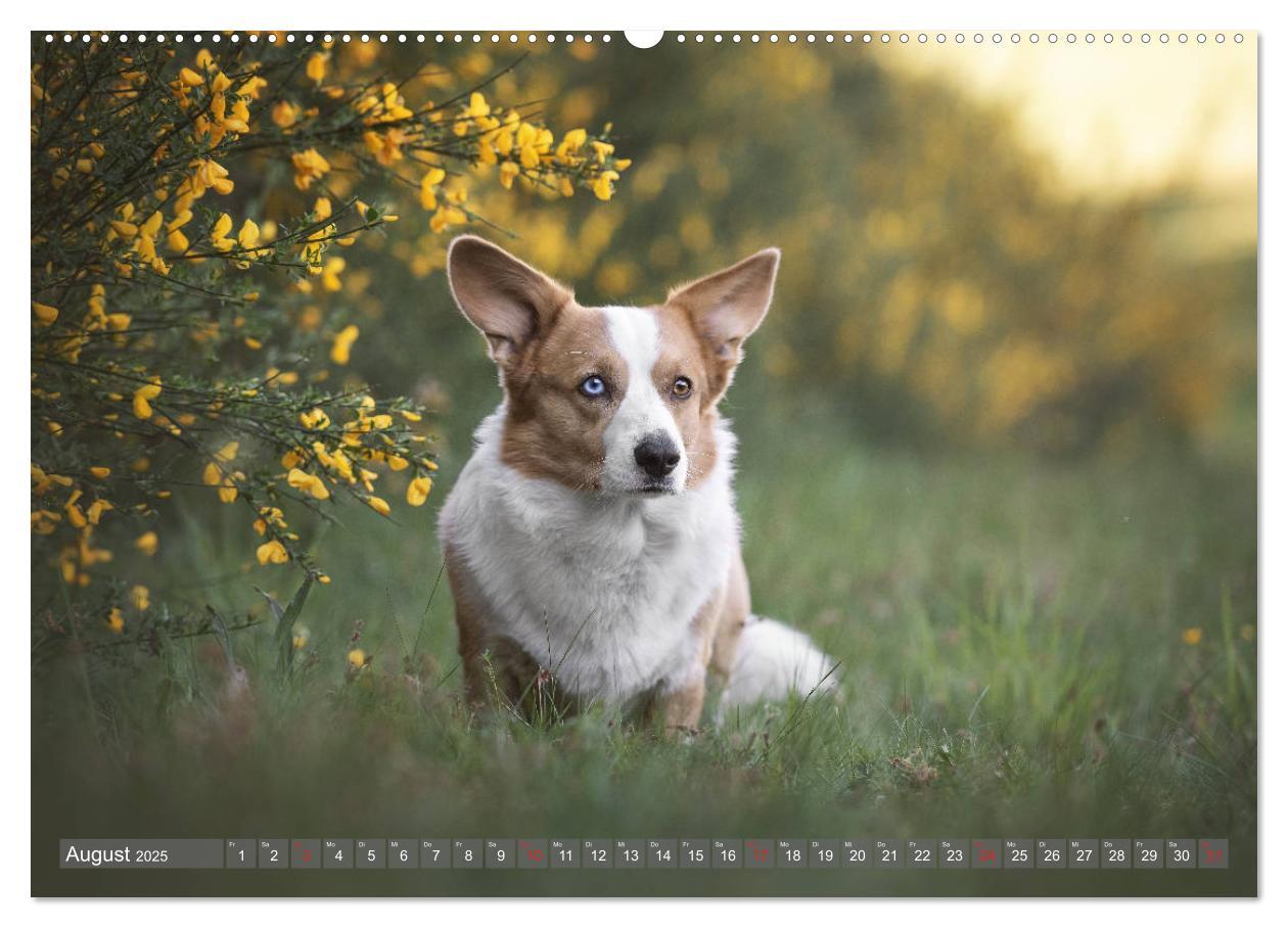 Bild: 9783435118281 | Welsh Corgi - Der Kobold unter den Hunden (Wandkalender 2025 DIN A2...