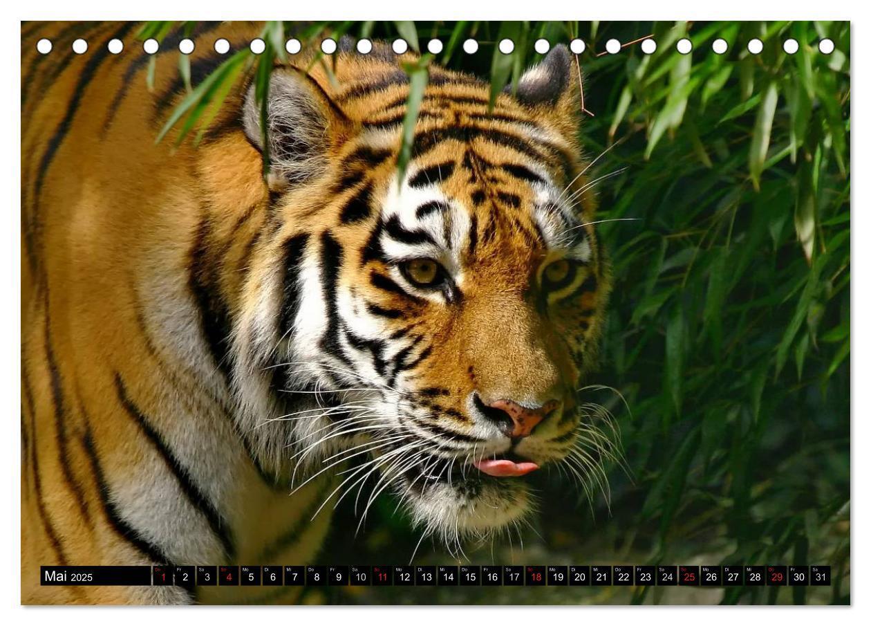 Bild: 9783435832361 | Tiger - die leisen Jäger des Dschungels (Tischkalender 2025 DIN A5...