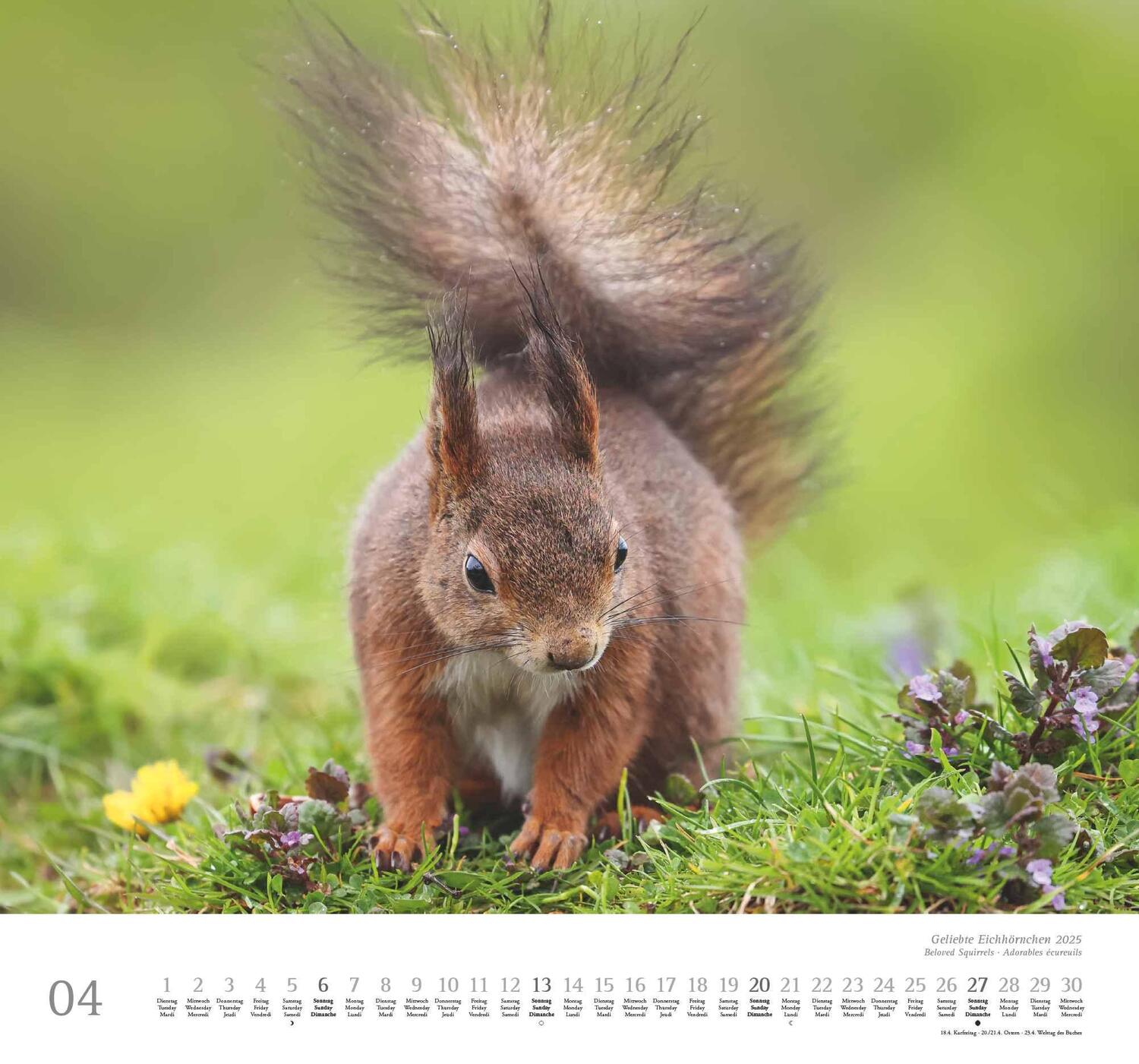 Bild: 4250809652696 | Geliebte Eichhörnchen 2025 - DUMONT Wandkalender - mit den...