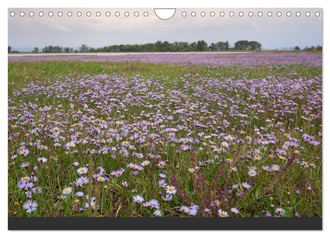 Bild: 9783435492695 | Natur erleben Seewinkel-Neusiedlersee (Wandkalender 2025 DIN A4...