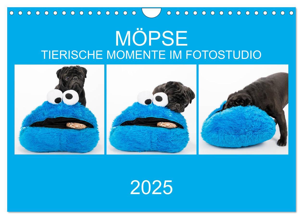 Cover: 9783435418428 | MÖPSE - tierische Momente im Fotostudio (Wandkalender 2025 DIN A4...