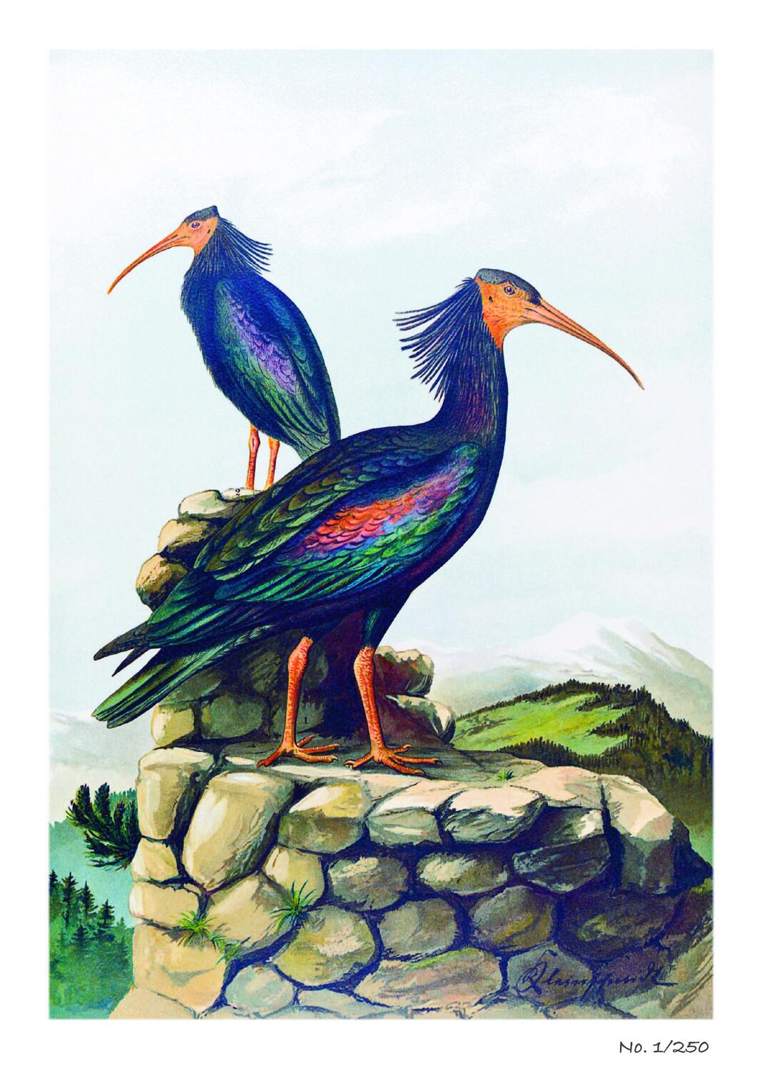 Rückseite: 9783968490090 | Johann Friedrich Naumann - Die Vögel Mitteleuropas | Naumann | Buch