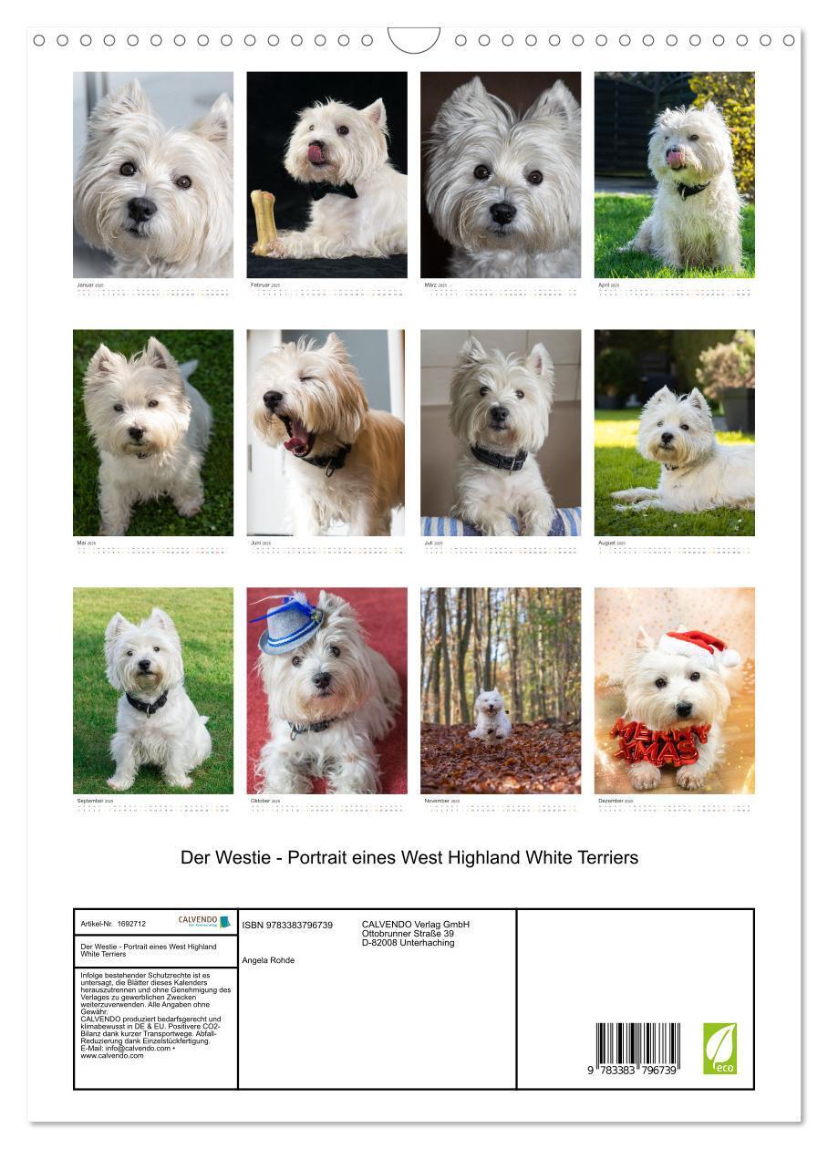 Bild: 9783383796739 | Der Westie - Portrait eines West Highland White Terriers...