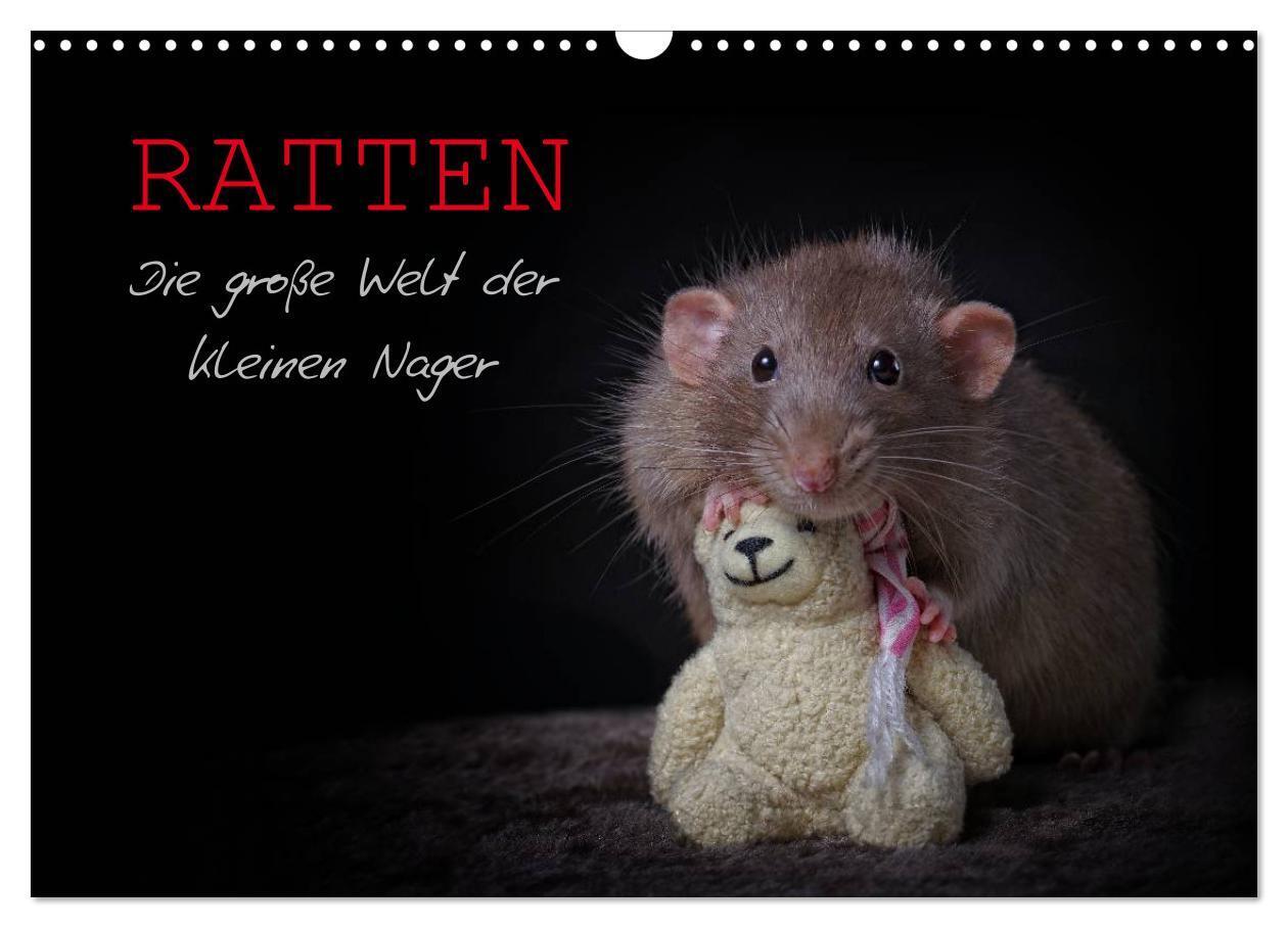 Cover: 9783675582750 | Ratten. Die große Welt der kleinen Nager (Wandkalender 2024 DIN A3...