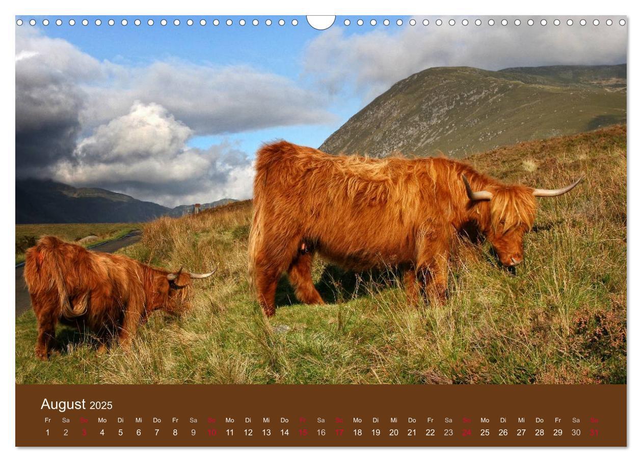 Bild: 9783435642625 | Schottische Hochlandrinder - Highland Cattle (Wandkalender 2025 DIN...