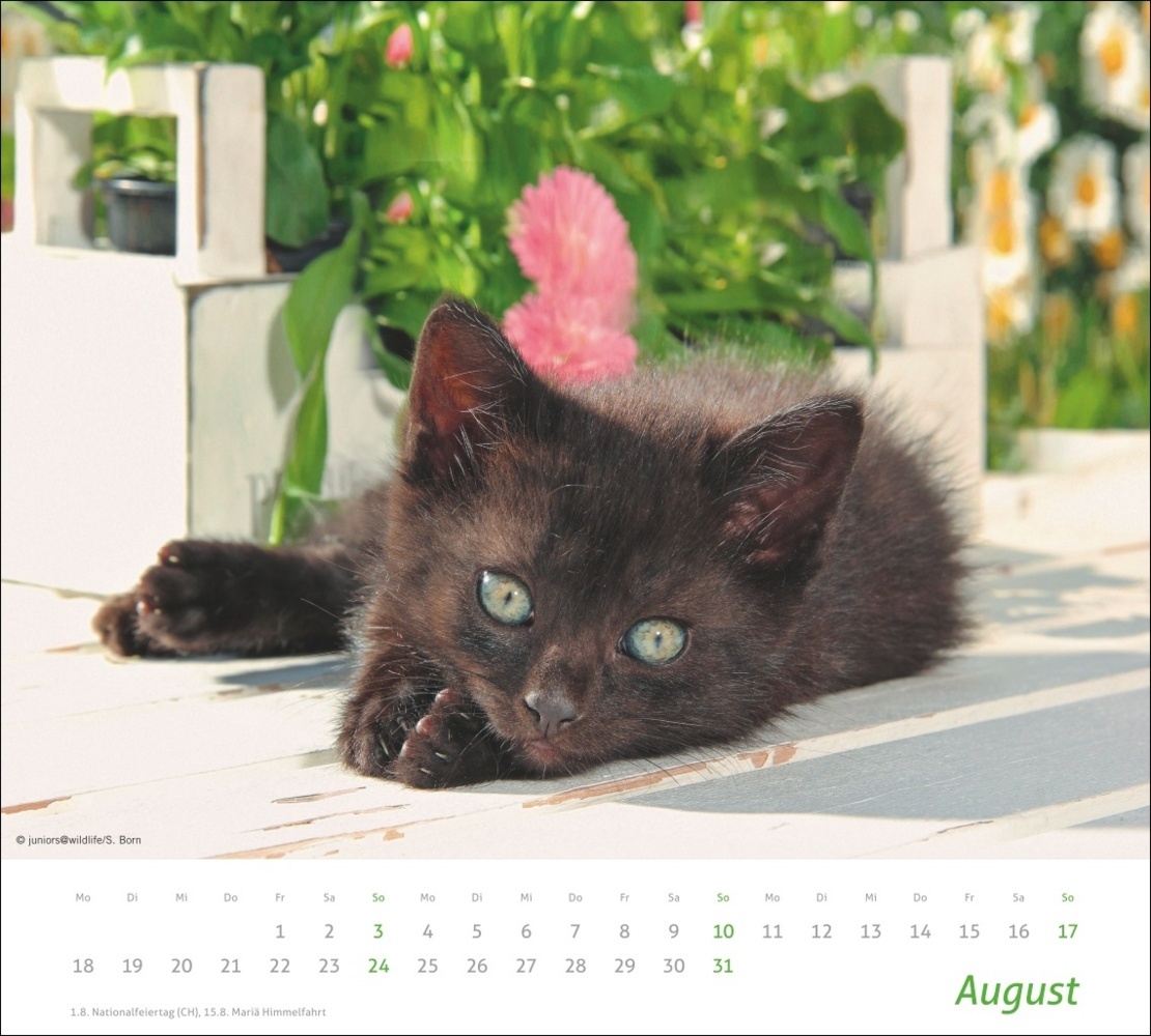 Bild: 9783756406852 | Katzen Bildkalender 2025 | Kalender | Spiralbindung | 14 S. | Deutsch