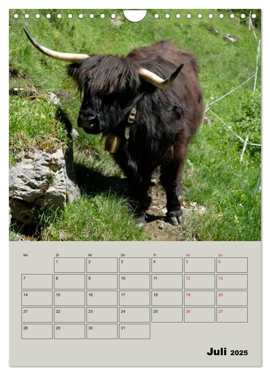 Bild: 9783435970292 | Kuhportraits Hornkühe (Wandkalender 2025 DIN A4 hoch), CALVENDO...