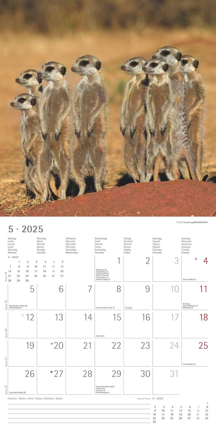 Bild: 4251732340742 | Erdmännchen 2025 - Broschürenkalender 30x30 cm (30x60 geöffnet) -...