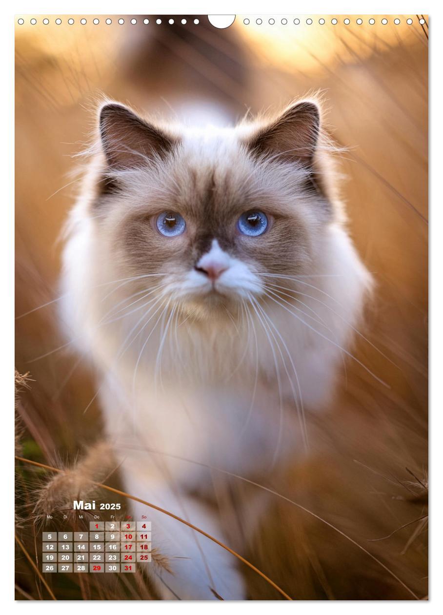 Bild: 9783383833311 | Pfotenabenteuer - Ragdolls in der Natur (Wandkalender 2025 DIN A3...