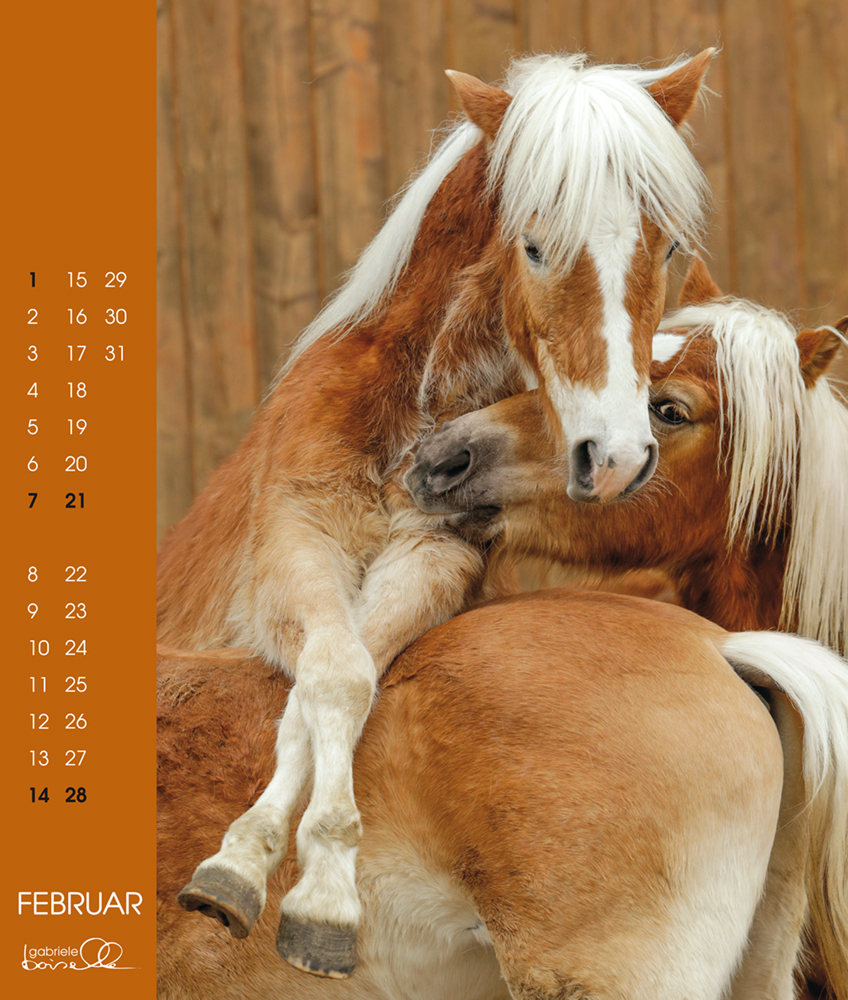 Bild: 9783964120670 | Haflinger 2024 | Haflinger Pferde | Gabriele Boiselle | Kalender