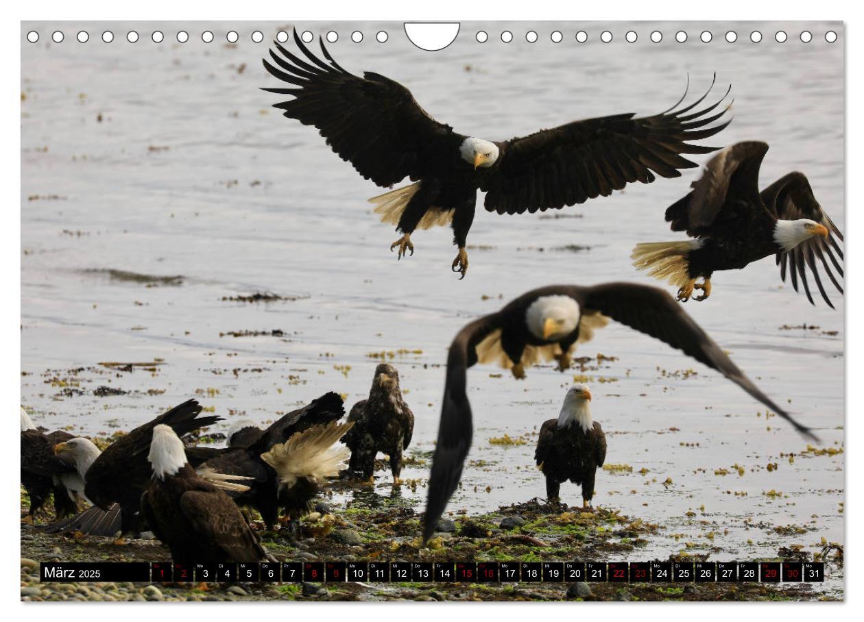 Bild: 9783435347636 | Weißkopfseeadler. Herrscher der Lüfte. 2025 (Wandkalender 2025 DIN...