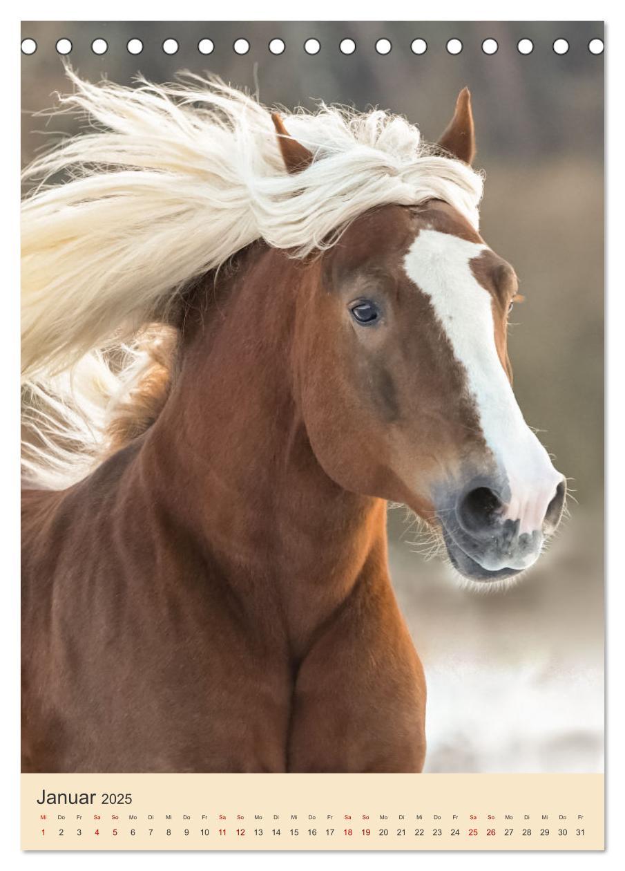 Bild: 9783435856114 | Schwarzwälder Füchse von Julia Hahn Photography (Tischkalender 2025...