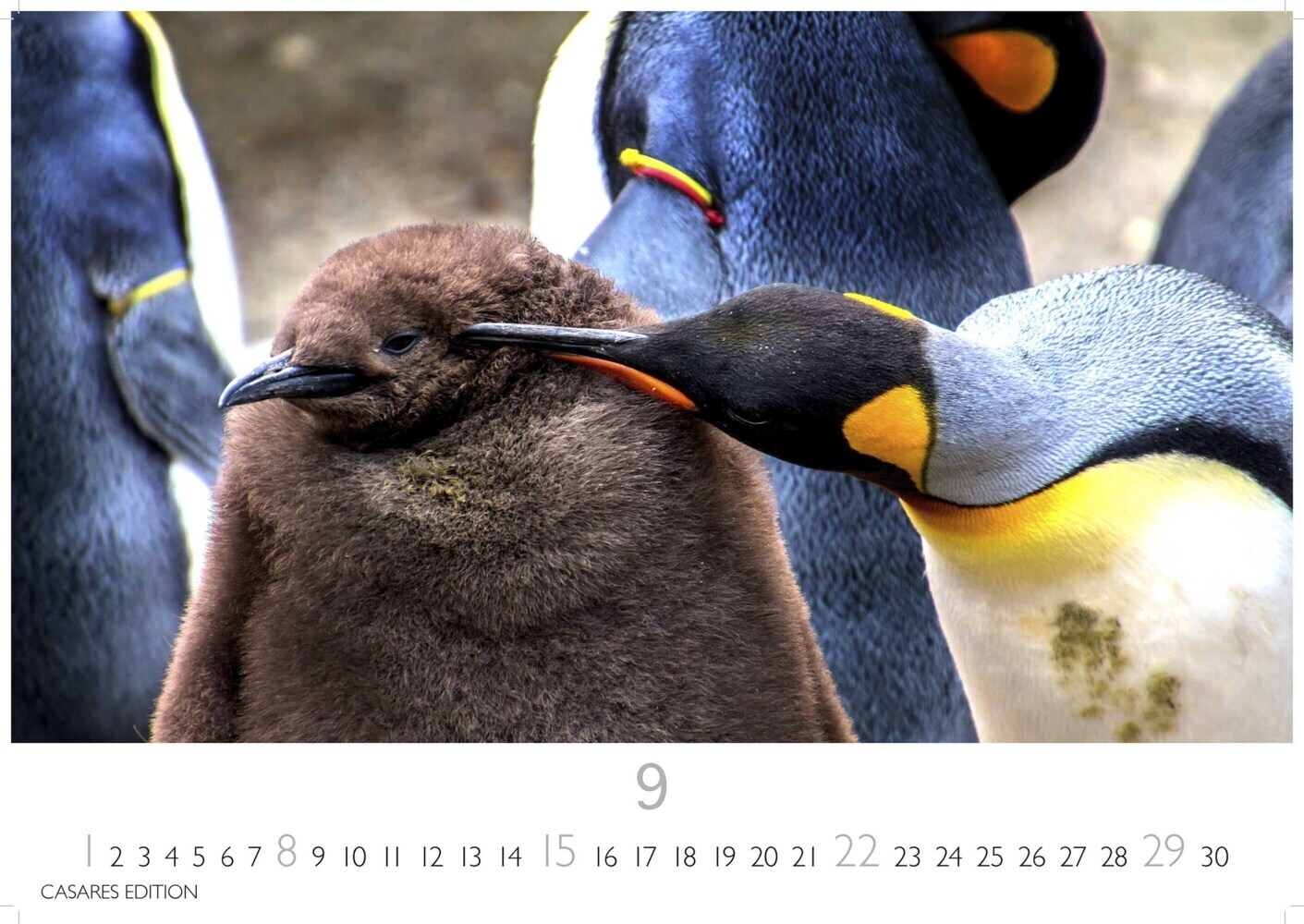 Bild: 9789918618767 | Pinguine 2024 S 24x35cm | Kalender | 14 S. | Deutsch | 2024