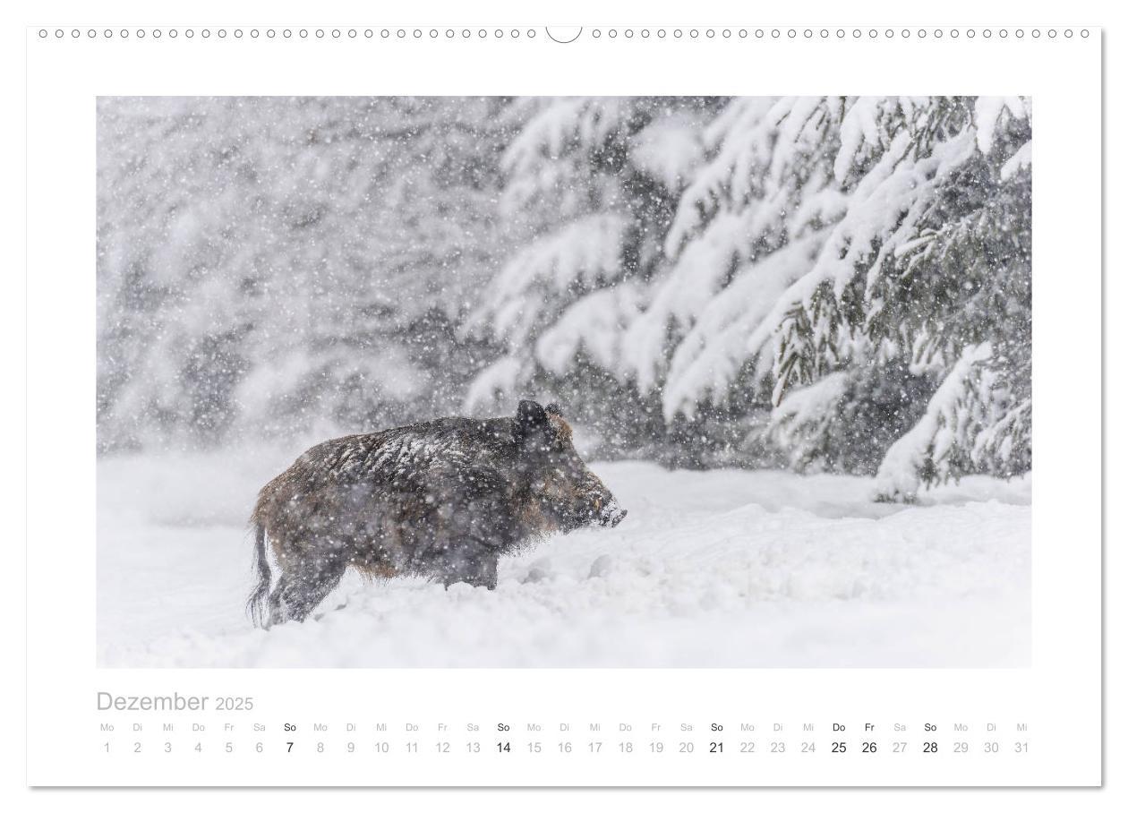 Bild: 9783383947681 | Wildschweine ¿ Wildlife Fotografien (Wandkalender 2025 DIN A2...