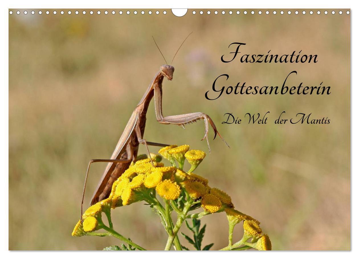 Cover: 9783383378669 | Faszination Gottesanbeterin - Die Welt der Mantis (Wandkalender...