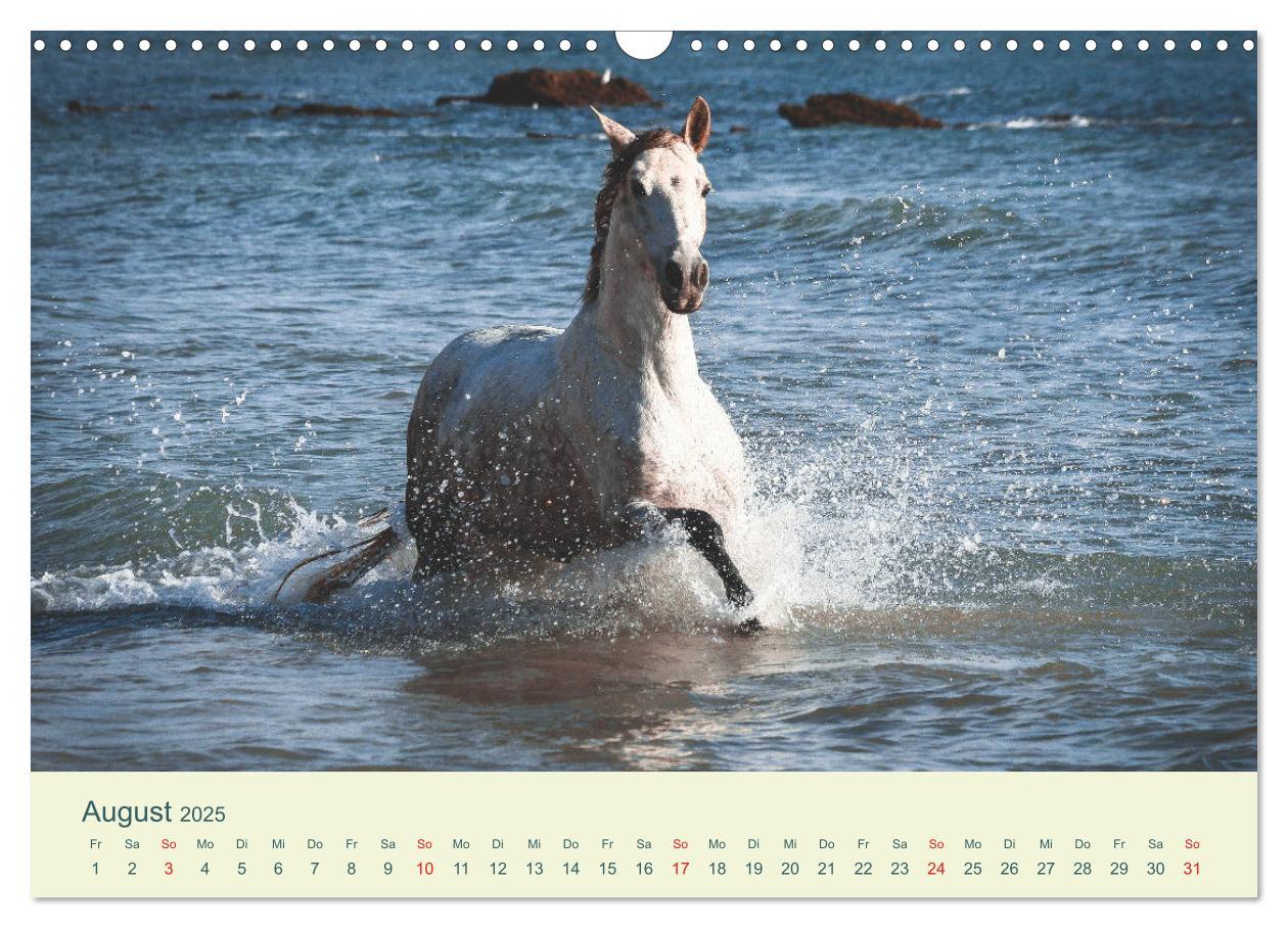 Bild: 9783435215614 | PFERDE &amp; MEER (Wandkalender 2025 DIN A3 quer), CALVENDO Monatskalender