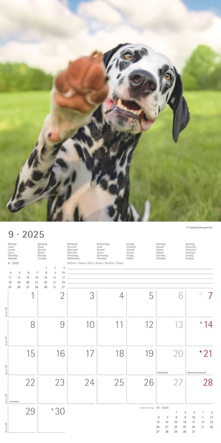 Bild: 4251732340810 | Funny Dogs 2025 - Broschürenkalender 30x30 cm (30x60 geöffnet) -...