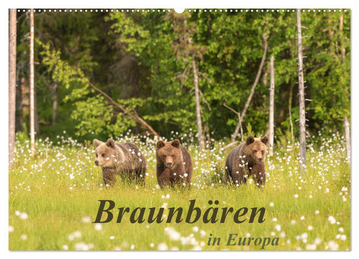 Cover: 9783675873957 | Braunbären in Europa (Wandkalender 2024 DIN A2 quer), CALVENDO...
