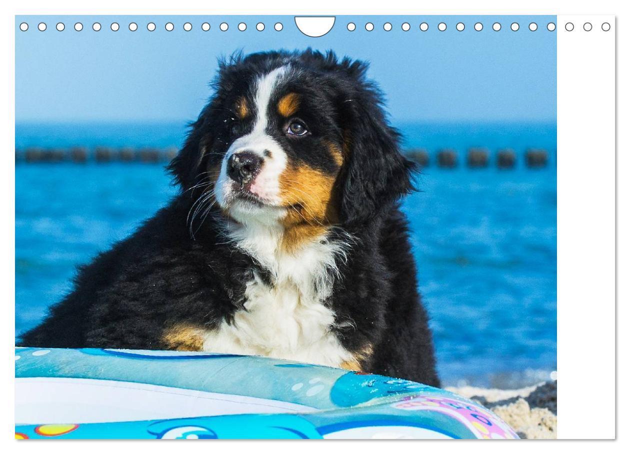 Bild: 9783435478736 | Seebärchen entdecken die Welt - Berner Sennenhunde (Wandkalender...