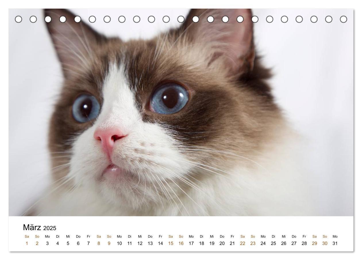 Bild: 9783435752904 | Ragdolls (Tischkalender 2025 DIN A5 quer), CALVENDO Monatskalender