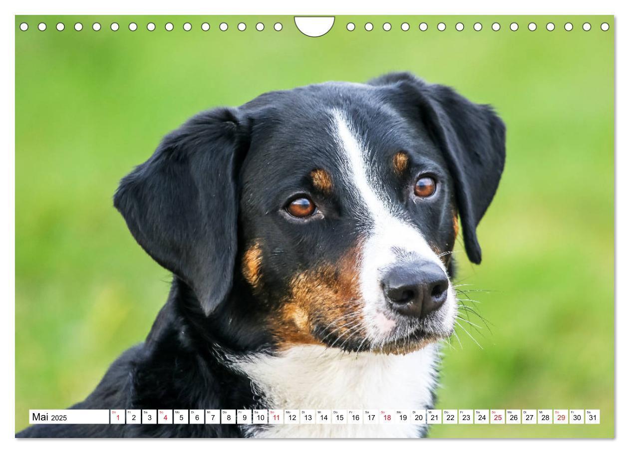 Bild: 9783435332915 | Appenzeller Sennenhunde (Wandkalender 2025 DIN A4 quer), CALVENDO...