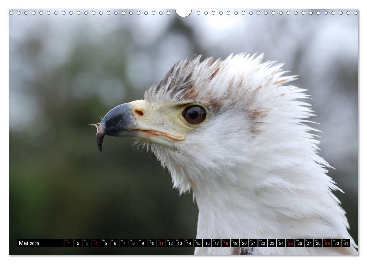 Bild: 9783435517886 | Weißkopfseeadler. Symbol der Freiheit (Wandkalender 2025 DIN A3...