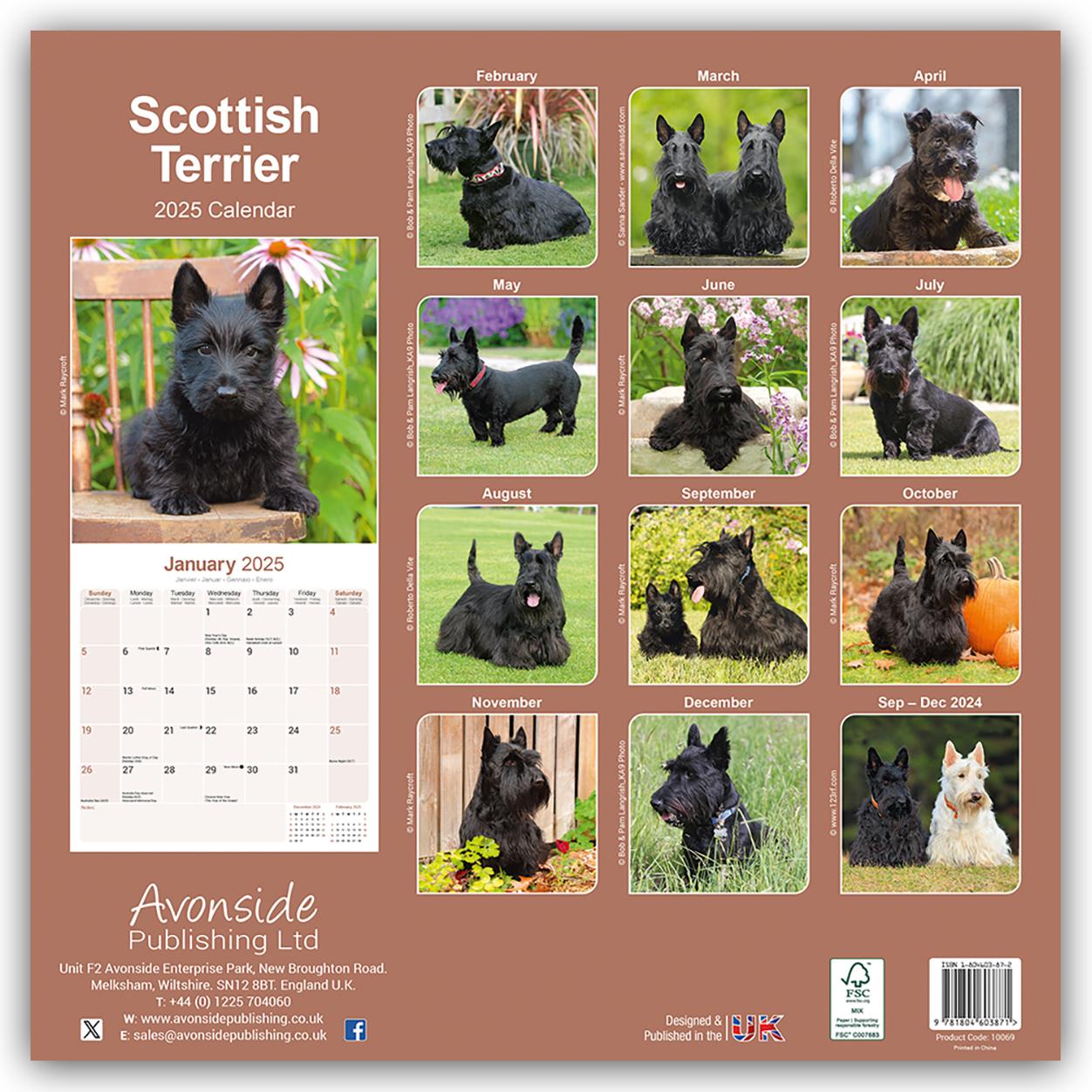 Rückseite: 9781804603871 | Scottish Terrier - Scottish Terrier 2025- 16-Monatskalender | Ltd