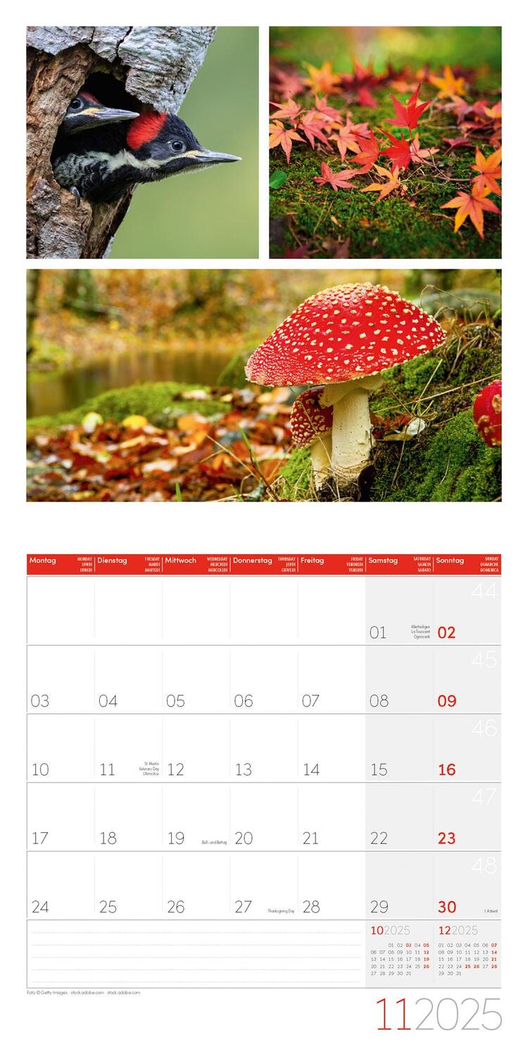 Bild: 9783838445014 | Colours of Nature Kalender 2025 - 30x30 | Ackermann Kunstverlag | 2025