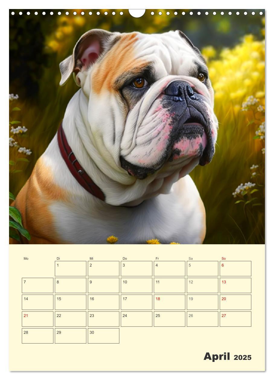 Bild: 9783435875405 | English Bulldogs. Fröhliche Dickköpfe mit Charakter (Wandkalender...