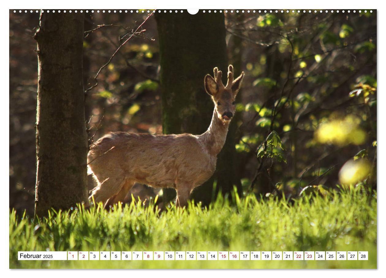 Bild: 9783435339426 | Anmut mit sanften Augen - Rehwild in der freien Natur (hochwertiger...