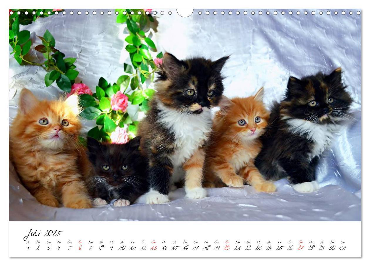 Bild: 9783435606207 | Katzenparade (Wandkalender 2025 DIN A3 quer), CALVENDO Monatskalender