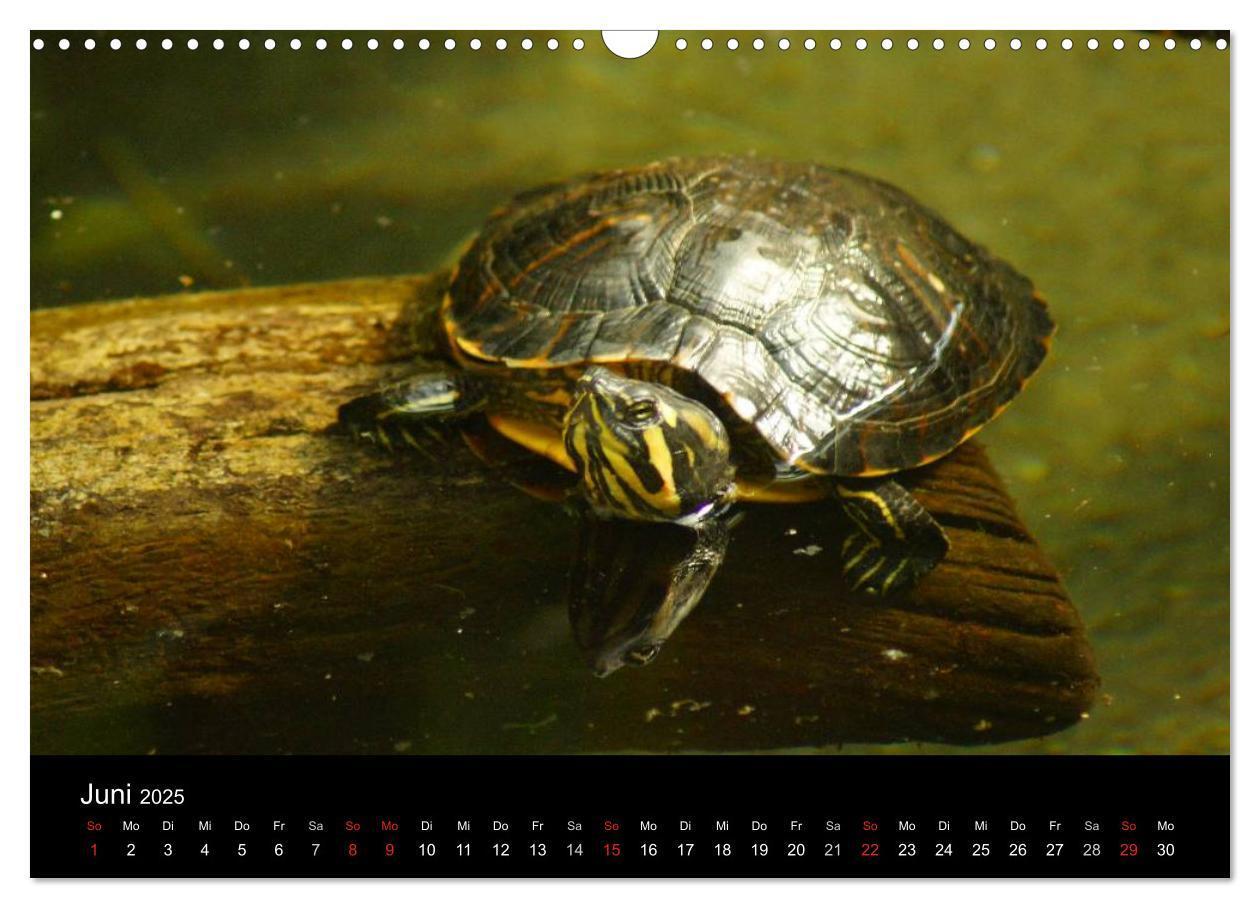 Bild: 9783435763719 | Das Leben der Schildkröten (Wandkalender 2025 DIN A3 quer),...