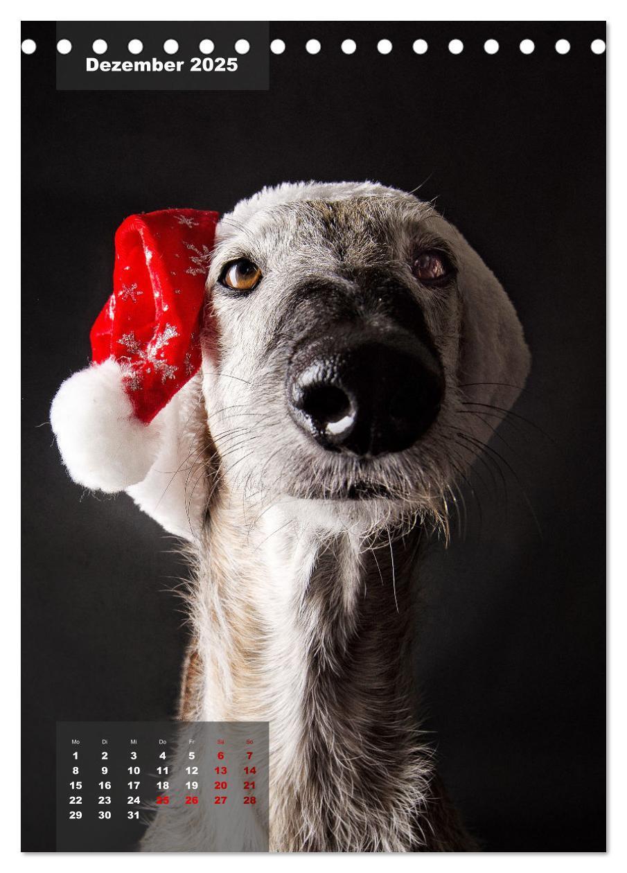 Bild: 9783435920884 | UNDERDOG - Windhundportraits (Tischkalender 2025 DIN A5 hoch),...