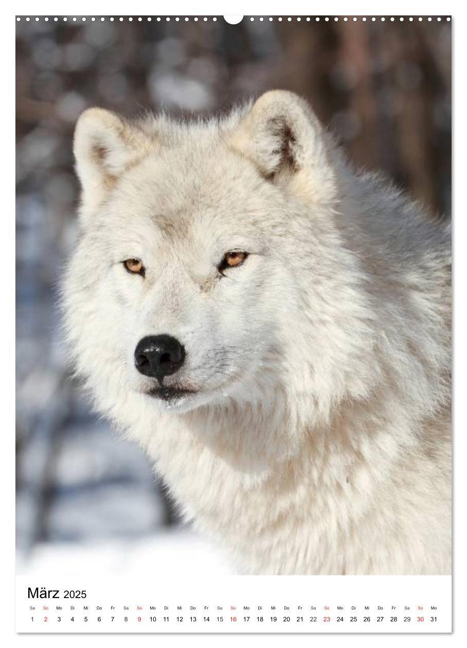 Bild: 9783457065587 | Wolf-Gesichter (Wandkalender 2025 DIN A2 hoch), CALVENDO...