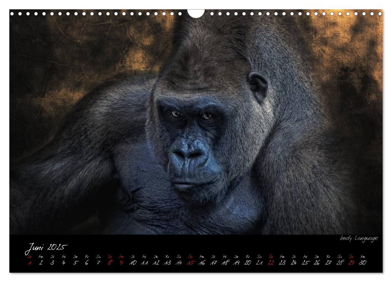 Bild: 9783435744725 | Gorilla (Wandkalender 2025 DIN A3 quer), CALVENDO Monatskalender