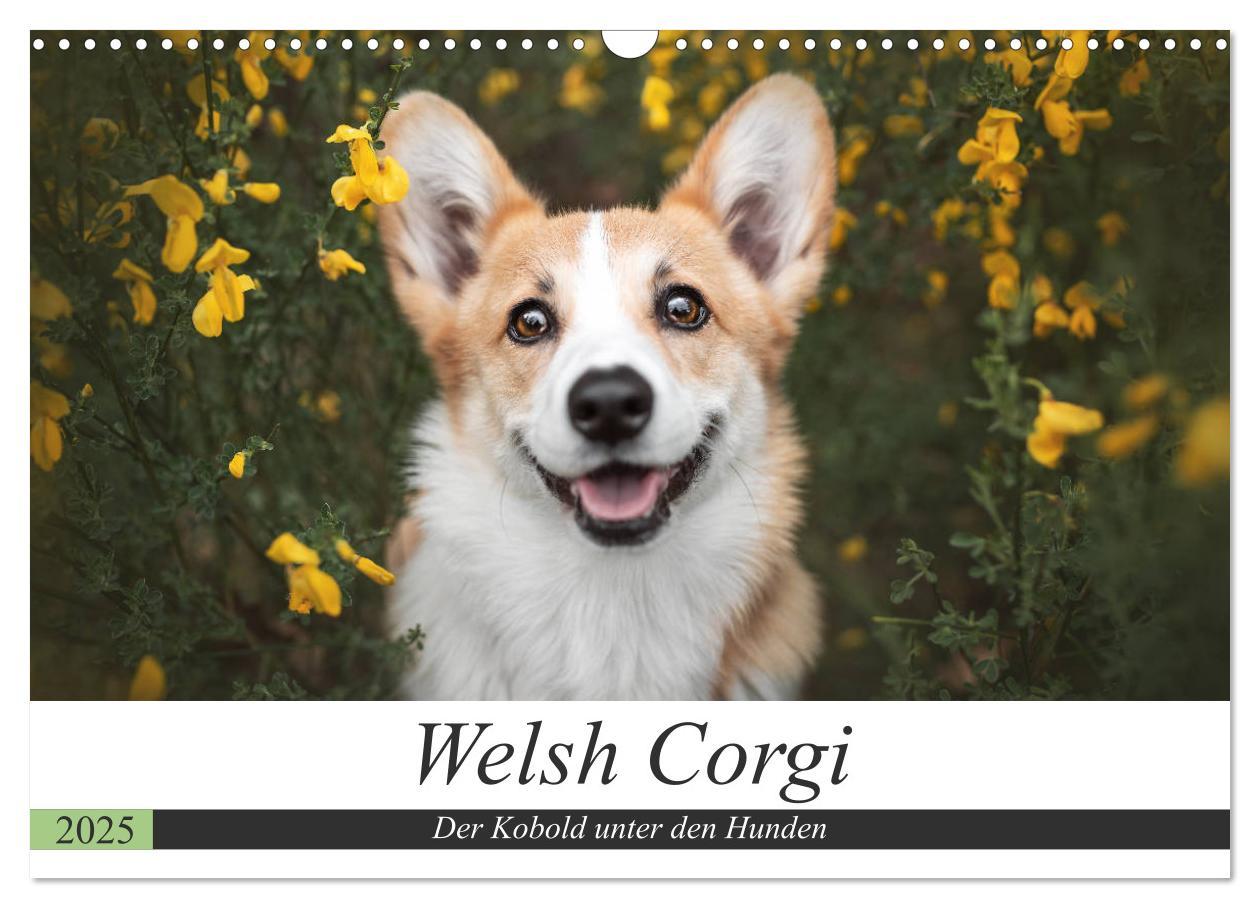 Cover: 9783435118502 | Welsh Corgi - Der Kobold unter den Hunden (Wandkalender 2025 DIN A3...