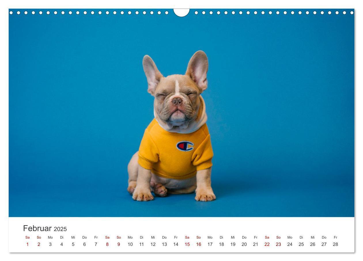 Bild: 9783457182680 | Die Bulldogge Henry (Wandkalender 2025 DIN A3 quer), CALVENDO...